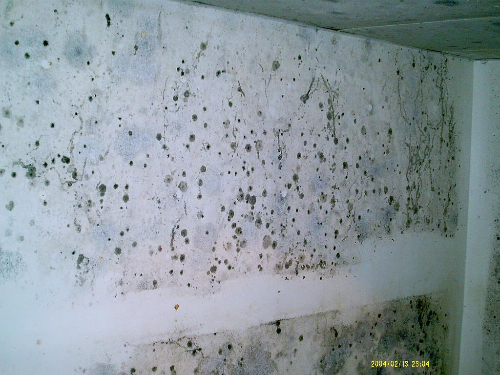 mold.jpg